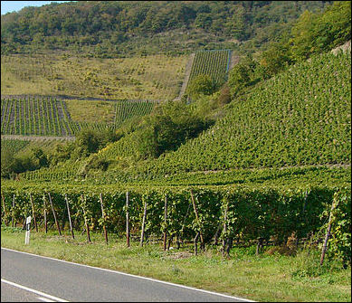 20120528-wine _am_Rhein.jpg